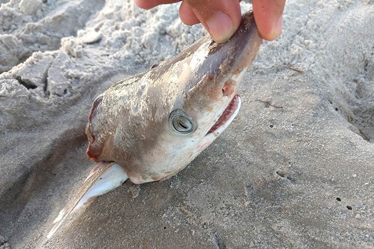 Brezilya sahillerindeki köpek balıklarının kokain testleri pozitif çıktı