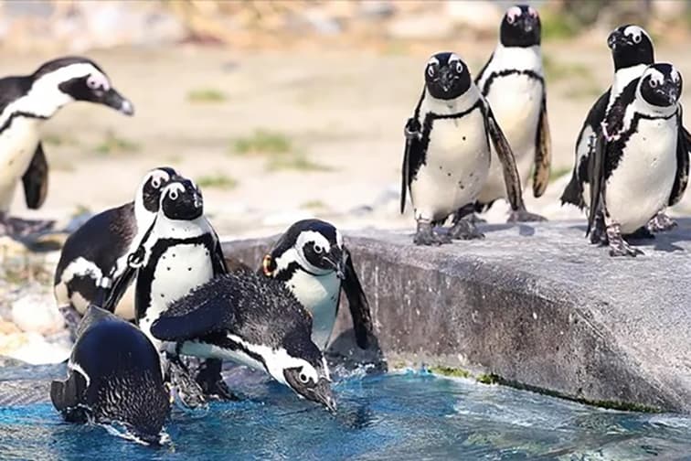 Kuş gribi aşısı yavru penguenler üzerinde denendi..